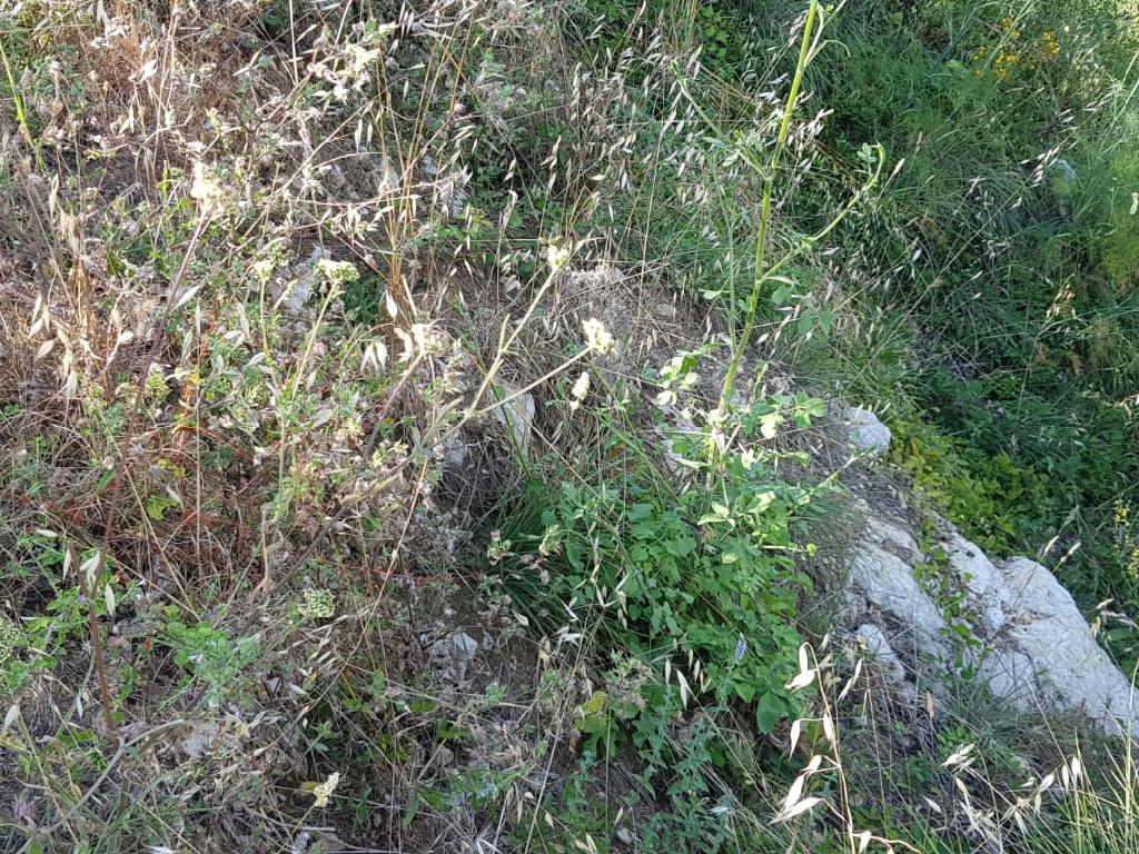 Viabilit e strade