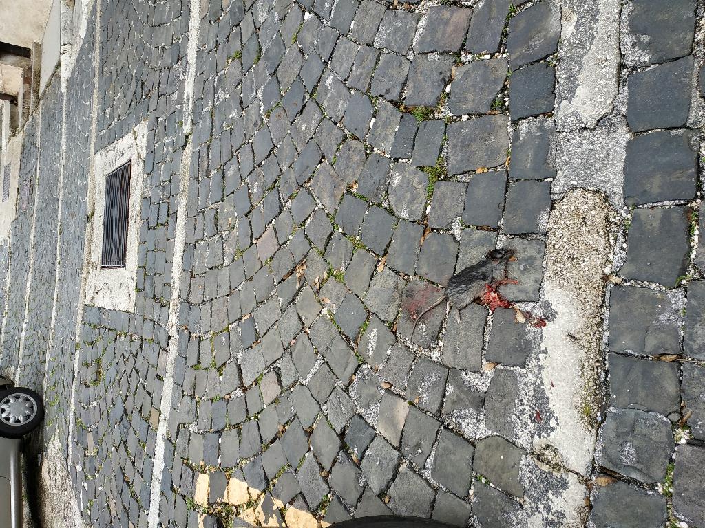 Fognatura e depurazione