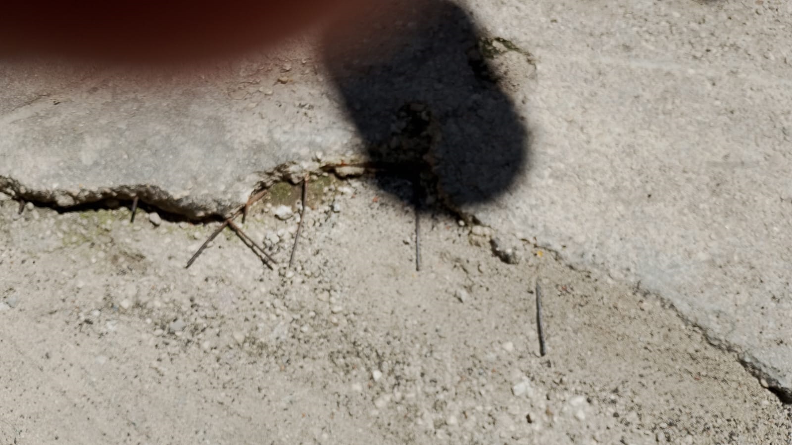 immagine allegata della segnalazione